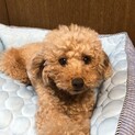 人が大好き、甘えんぼのリオちゃん✩.*˚