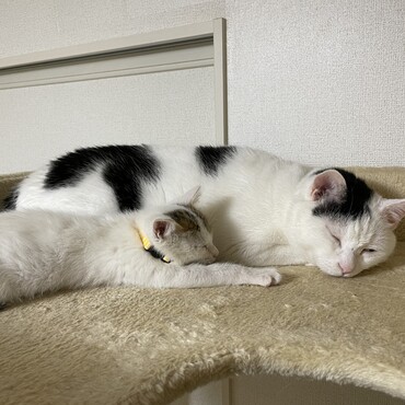 仲良くお昼寝♡