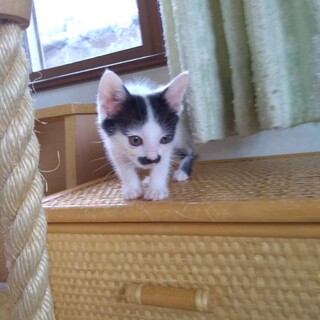 チャップリンみたいなヒゲのあるキュートな男の子