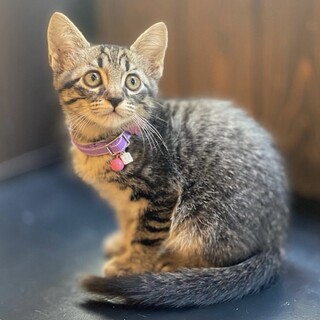 人馴れ抜群！なめたけちゃん