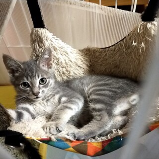 正式譲渡♡：ラッキーなサバトラ男子✨