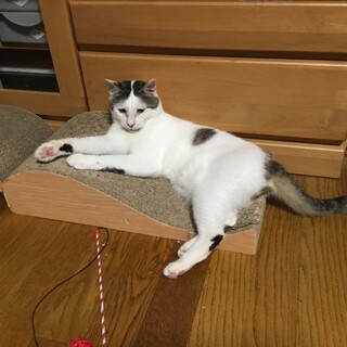 純白、牛模様の白くんです