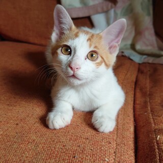 [秋田県] 子猫の里親さんを募集中です。