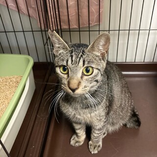 気立て優勝#キジトラ　二護君　にーくん