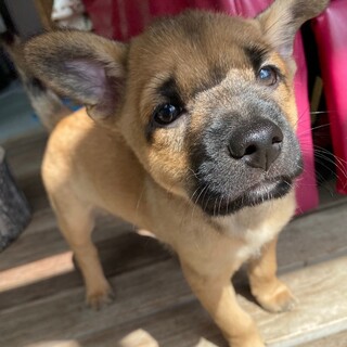 強い眼力と優しさのギャップに萌え♪『ぶんた君』