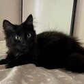 黒長毛女の子　膝乗り、抱っこ大好き甘えん坊