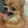 ハピーちゃんさん