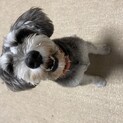 里親募集中です