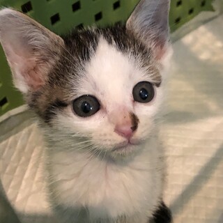 ちいさな雉白　れんげちゃん
