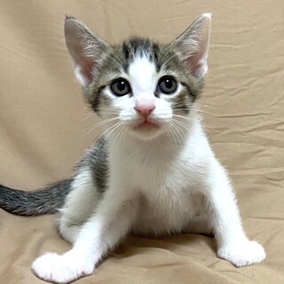 ずっとのおうちが決まりました、あらたくん❗️