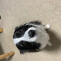 里親募集中です