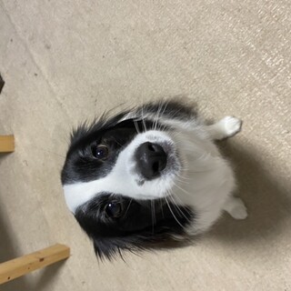 里親募集中です