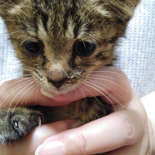 キジトラの女の子