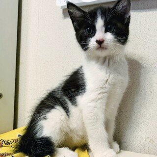 ⑧ハチワレ黒白　オス　10ヶ月　人好き　りんくん