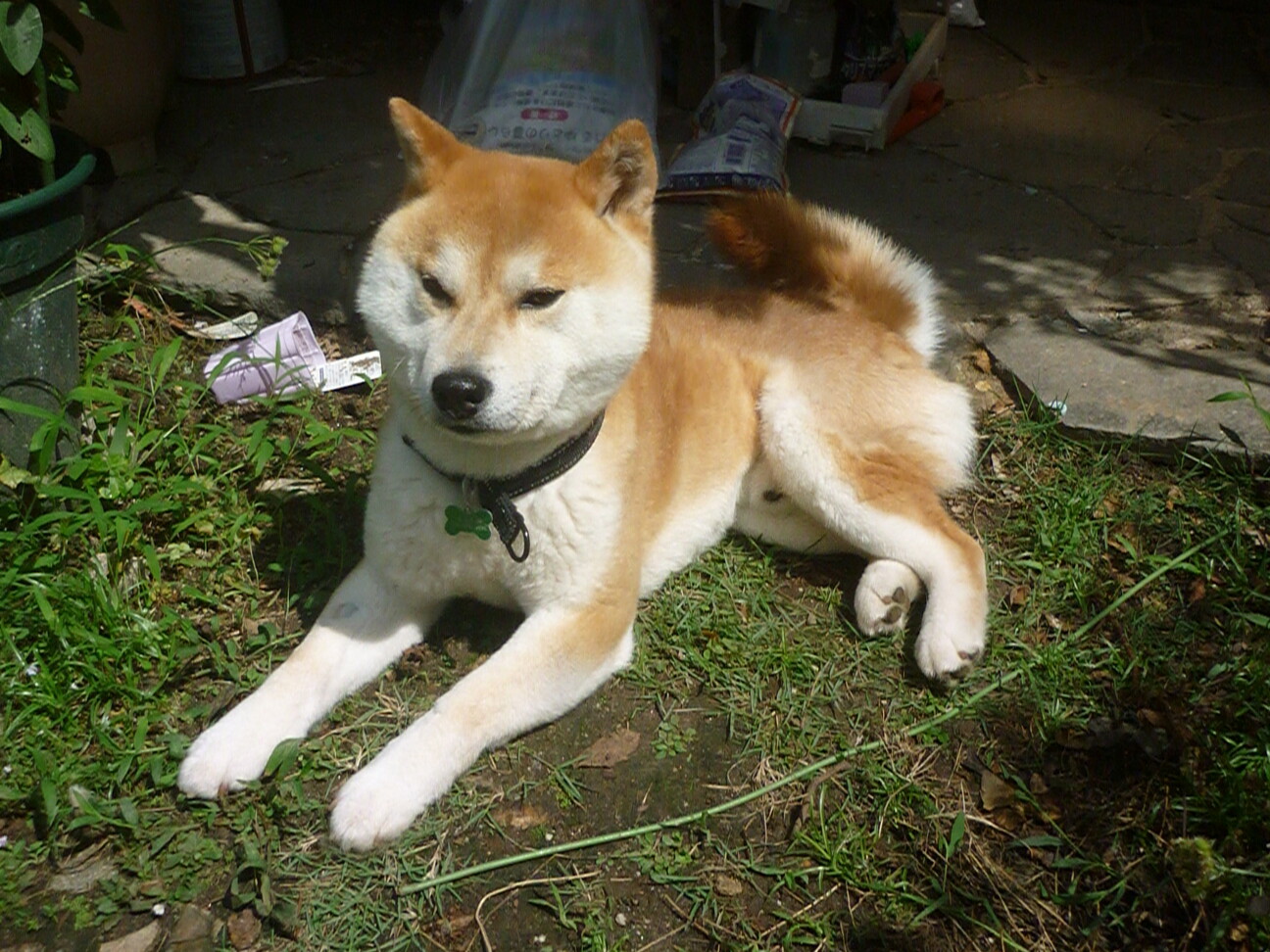 控えめに甘える男の子 室 京都府 犬の里親募集 ペットのおうち 月間利用者150万人