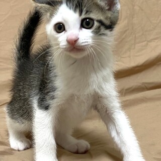 ずっとのおうちが決まりました、しんくん❗️