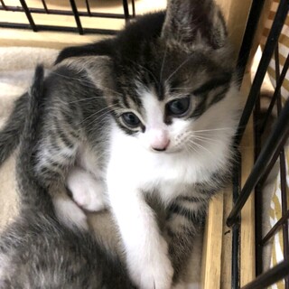 ずっとのおうちが決まりました、すずちゃん