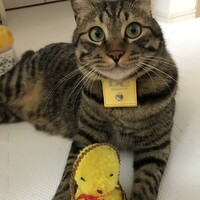 ロク