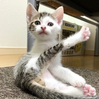 ずっとのおうちが決まりました、りんちゃん❣️