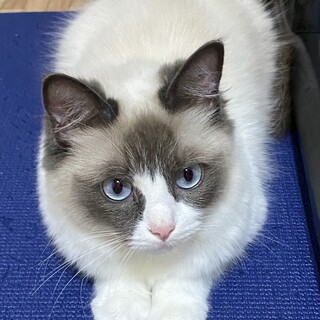 事故から元気に復活☆ラグドールのひまりちゃん