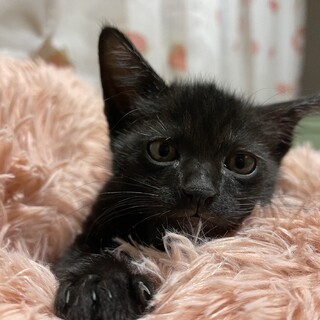 元気ですこし小柄な黒猫の女の子♪