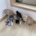 可愛い子猫の4兄弟です！