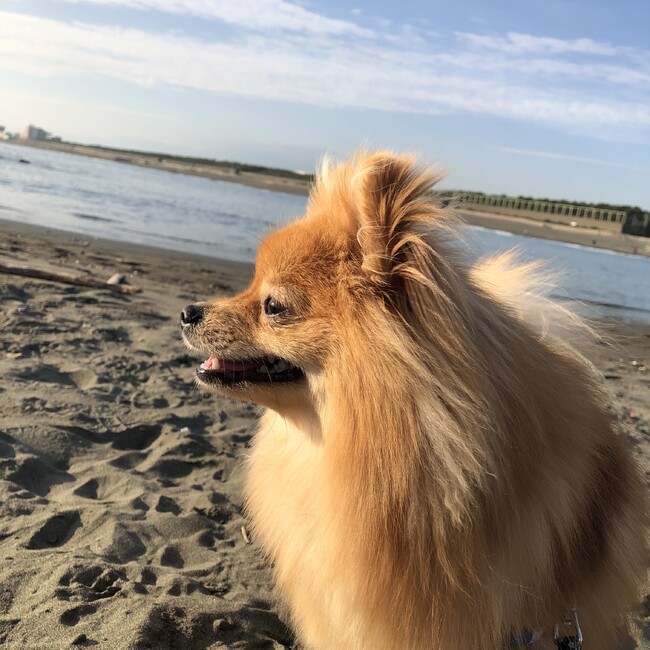 かるてとのカバー写真