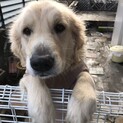 可愛がって頂ける里親さん募集中！