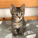 ずっとのおうちが決まりました、あおくん