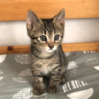 ずっとのおうちが決まりました、あおくん