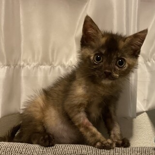 生後約2ヶ月サビ猫ちゃん