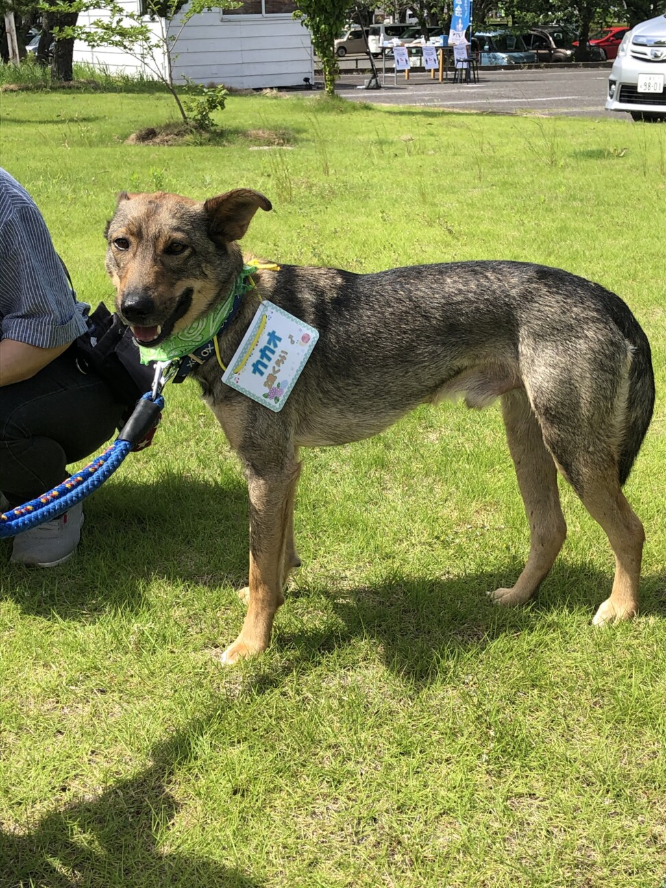 大きめの半垂れ耳がかわい 茨城県 犬の里親募集 ペットのおうち 月間利用者150万人