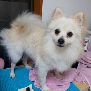 4歳 ポメラニアン(クリーム)の女の子