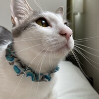 トト