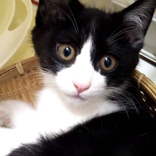 男前！ハチワレ君の家族になってください。