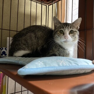 猫大好き☆可愛らしいお顔の「もなか」ちゃん♪