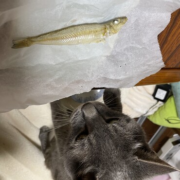 一瞬の隙に初めて魚を奪われました(ﾟoﾟ;;まだまだ元気な雷Ｇー！