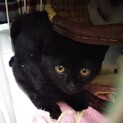 美猫決定！黒猫さんの家族になってください！