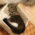 再投稿！9ヶ月の男の子急募！