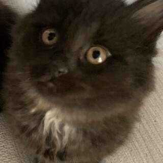 3.4日見学会/長毛種・元気な男の子！