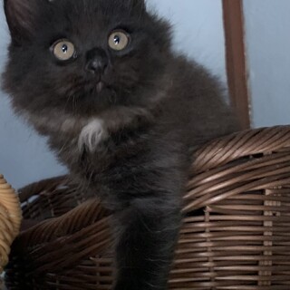 あにまるらいふ猫丸が投稿した里親募集 :: ペットのおうち【里親決定29