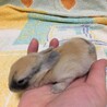 保護うさぎ・佐渡っこぷくくん（オス） サムネイル2