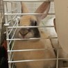 保護うさぎ・佐渡っこぷくくん（オス） サムネイル4