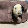 保護うさぎ・佐渡っこぷくくん（オス） サムネイル5