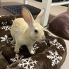 保護うさぎ・佐渡っこぷくくん（オス） サムネイル6