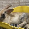保護うさぎ・佐渡っこぷくくん（オス） サムネイル7