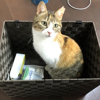 物静かなのんびり大人猫の三毛さん♀