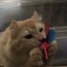 【7/4家族決定】大阪府・レオン君 サムネイル2