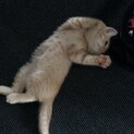 大きく育つ予感のふわコロ茶とらくんです