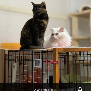 うたちゃん&しろくんケージの上でまったり